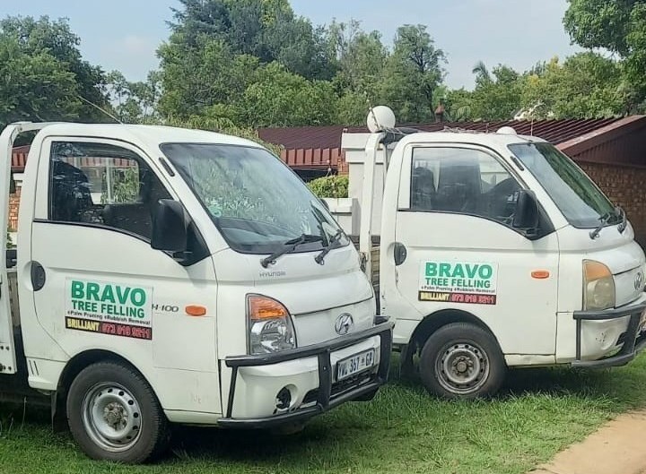 Professional tree service team