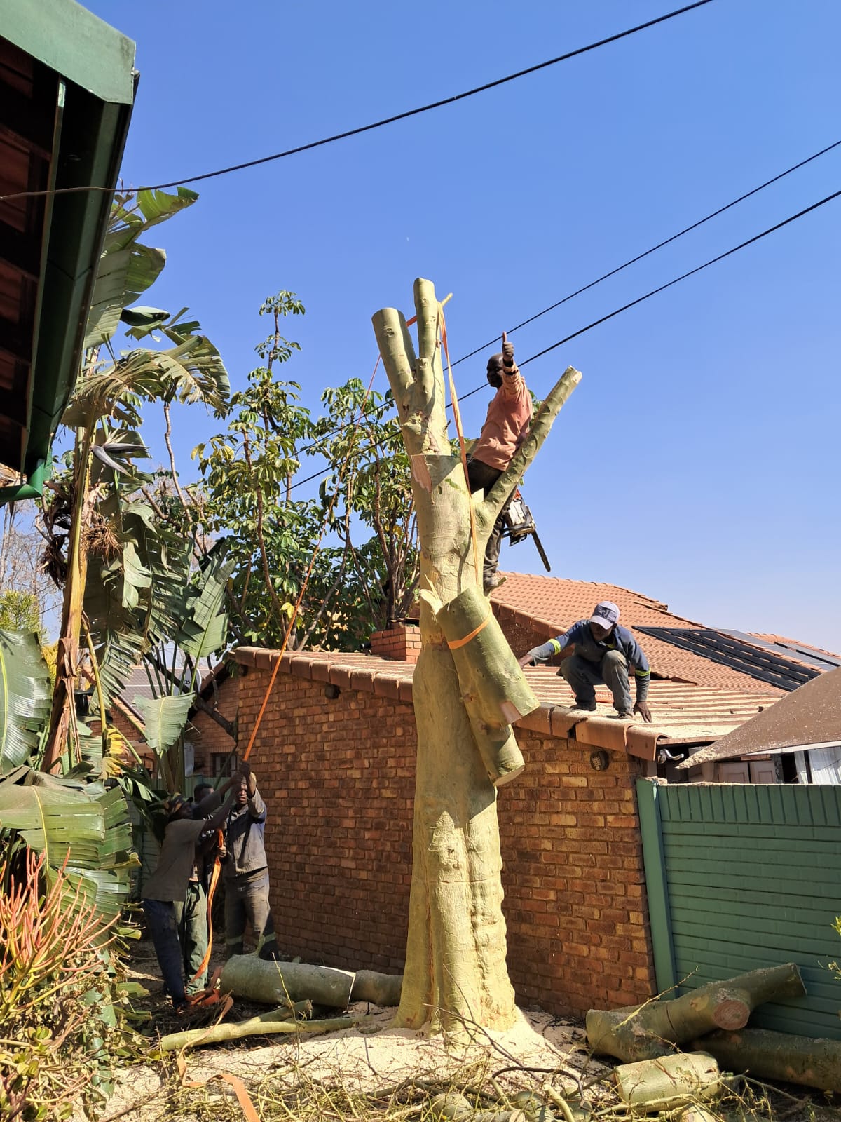 Tree felling specialists Pretoria