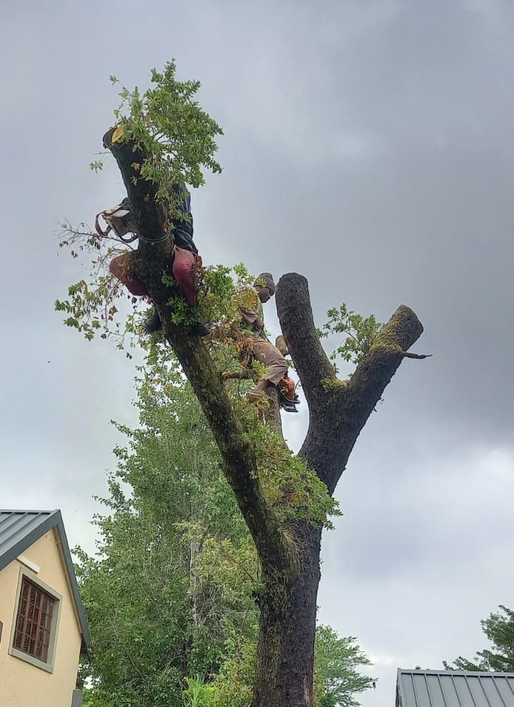 Tree pruning services in Pretoria